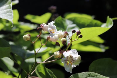 Catalpa bignoides - katalpa trubačovitá - květy1